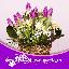 Imagini pentru anunt: Aranjamente florale cu livrare la domiuciliu